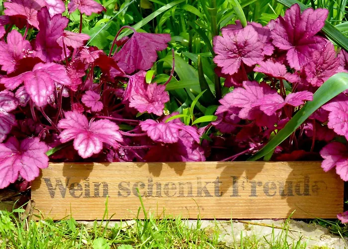 Winzerlodge, Riesling *